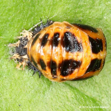  Asiatischer Marienkäfer - Puppe